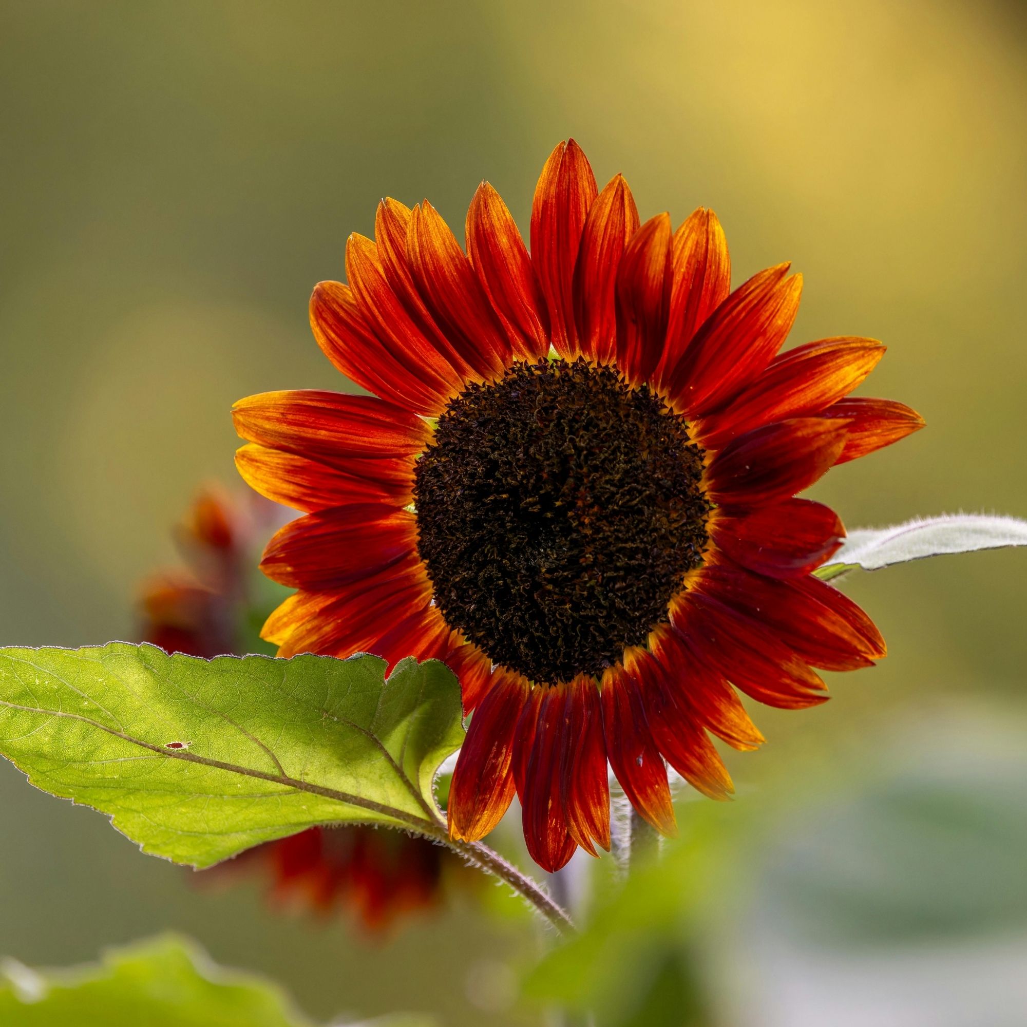 Sunflower: Velvet Queen