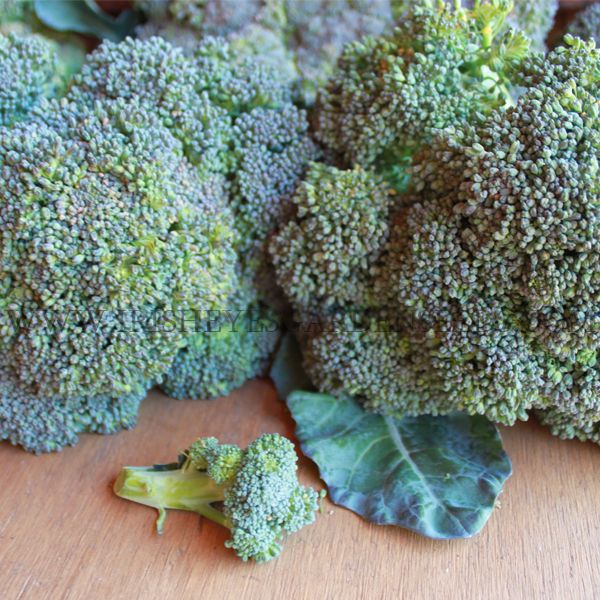 OG Sprouting Calabrese Broccoli