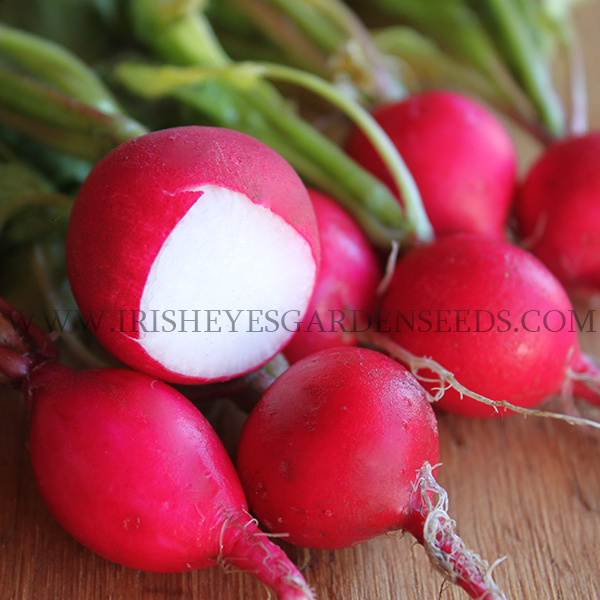 Champion Radish