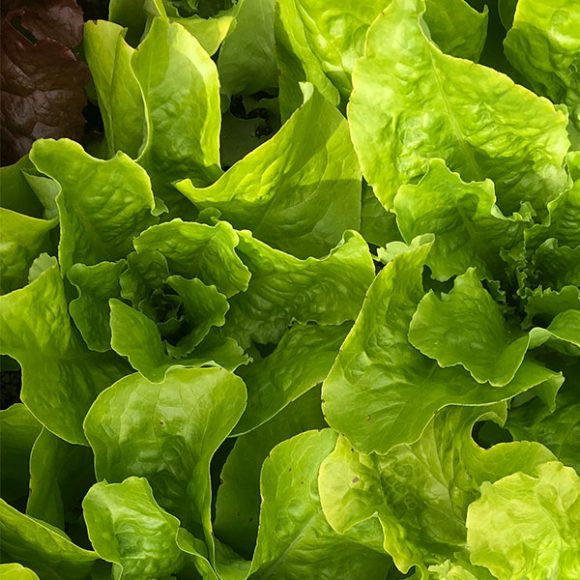 Black Seeded Simpson Lettuce Irish Eyes