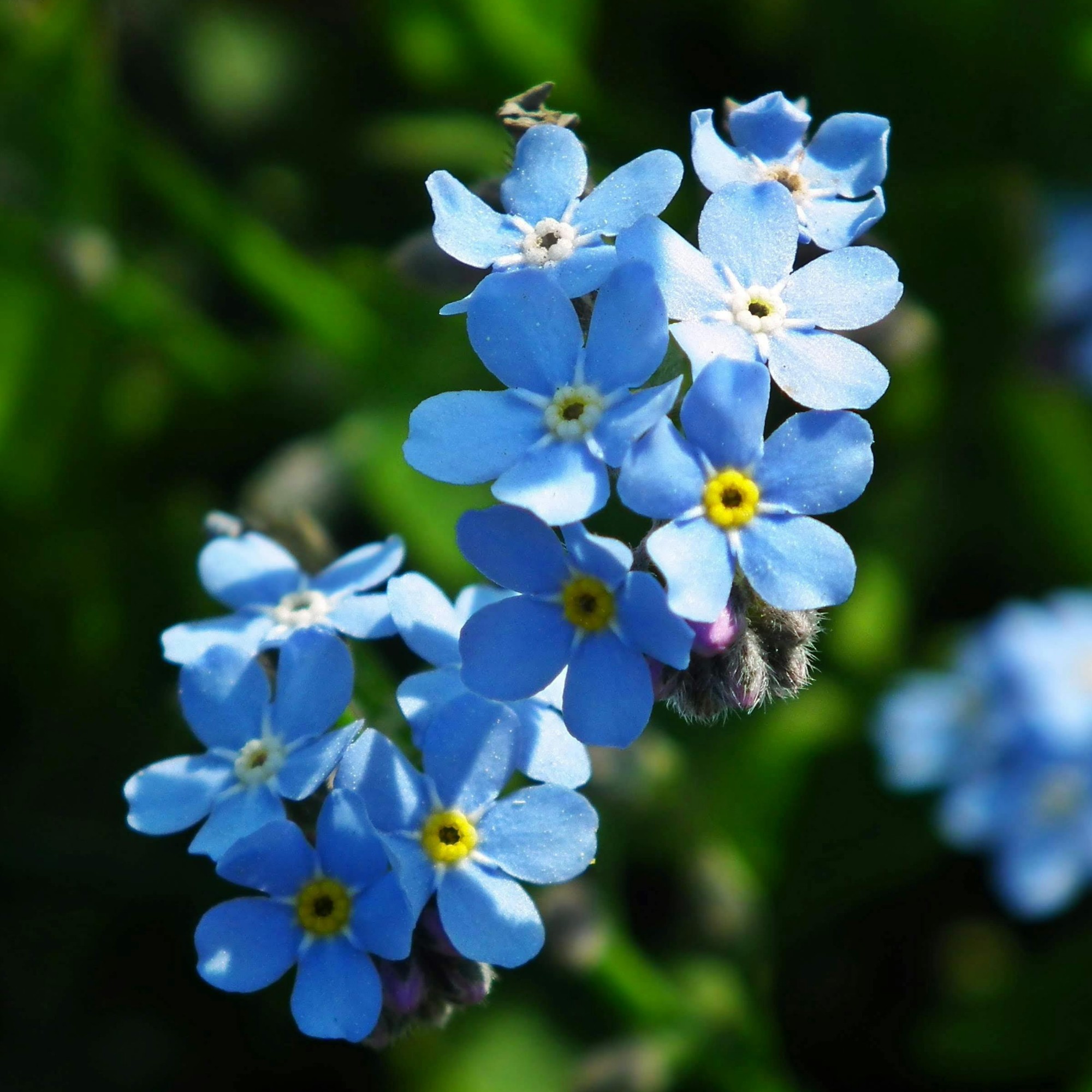 Cynoglossum: Forget-Me-Not