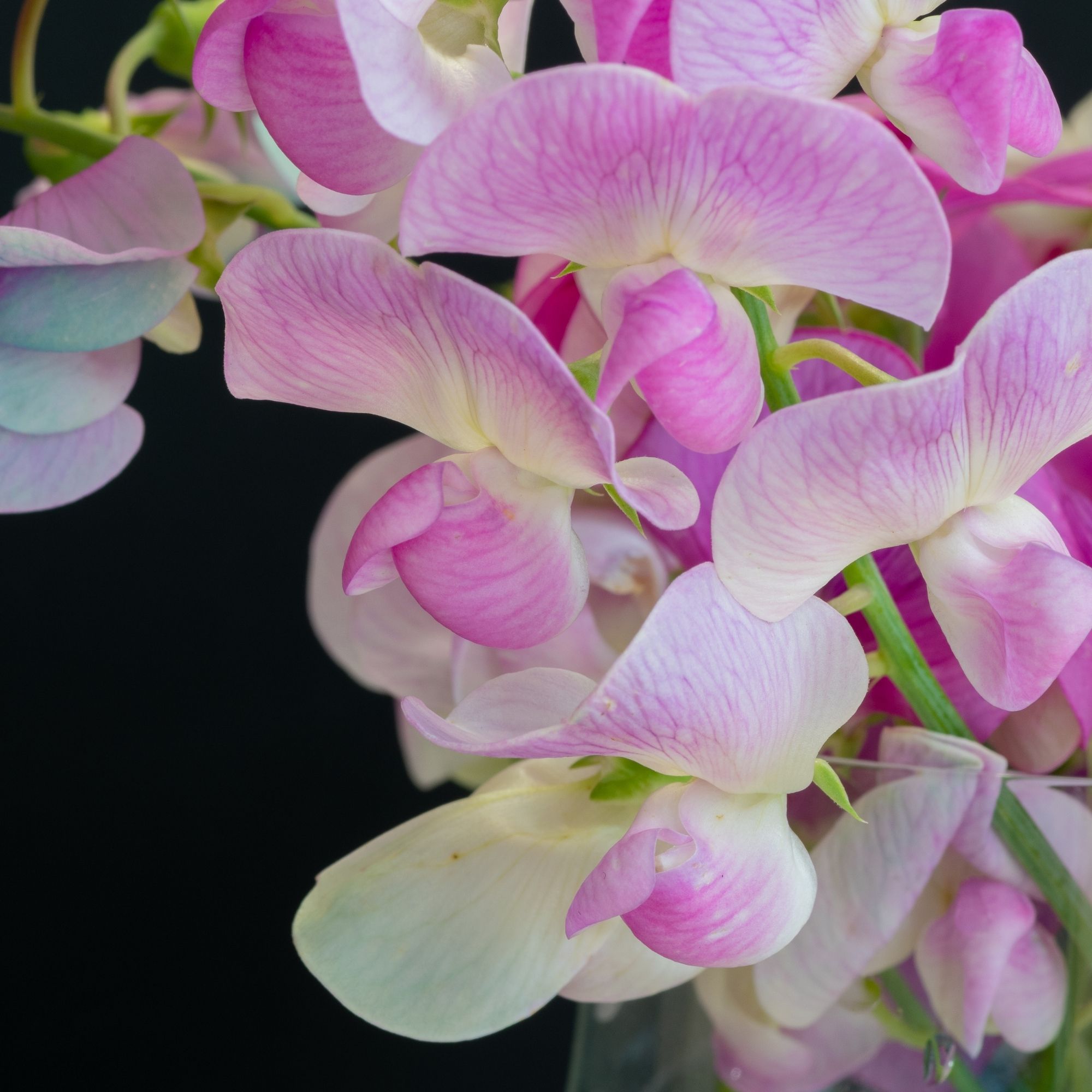 Sweet Pea: Old Fashioned