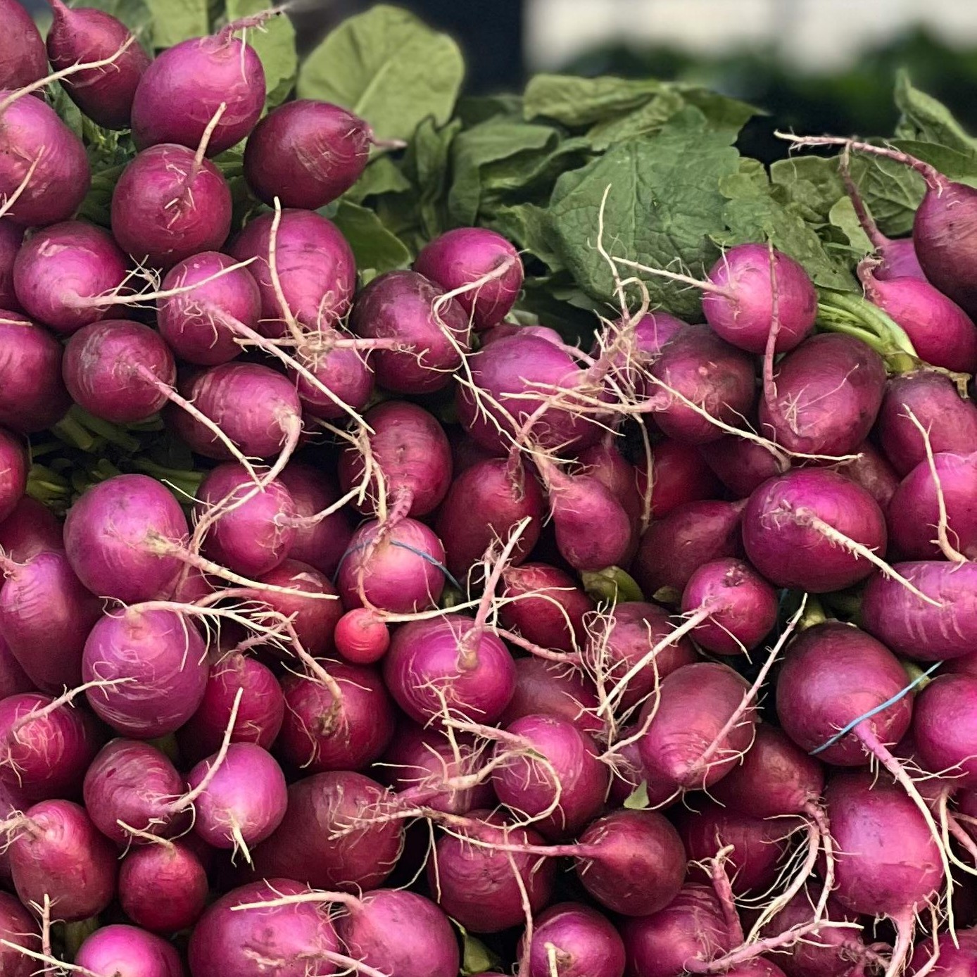 OG Purple Beauty Radish