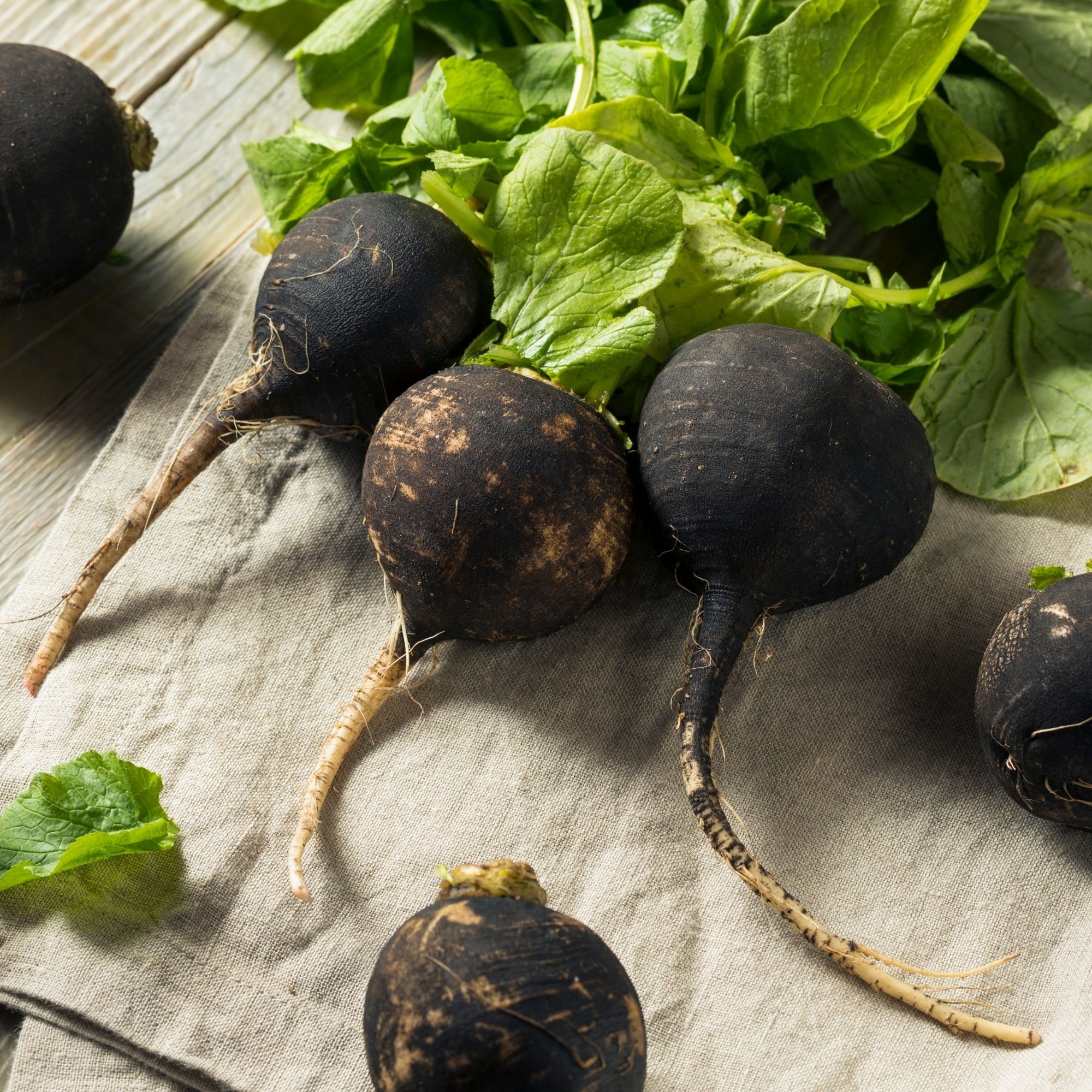 OG Black Spanish Radish