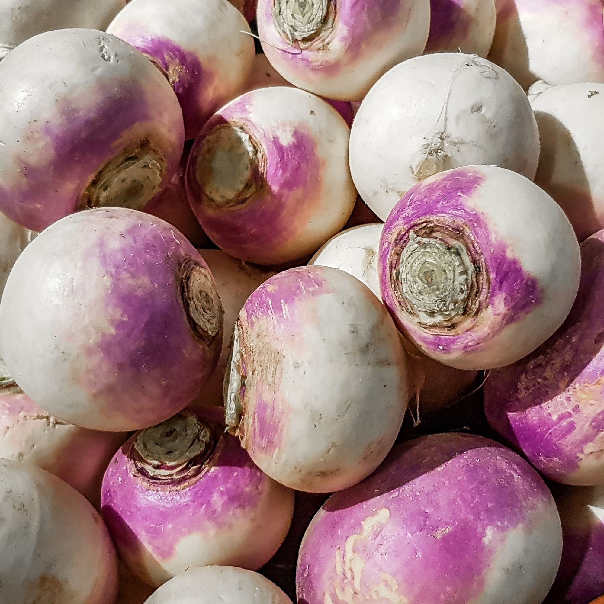 OG American Purple Top Rutabaga