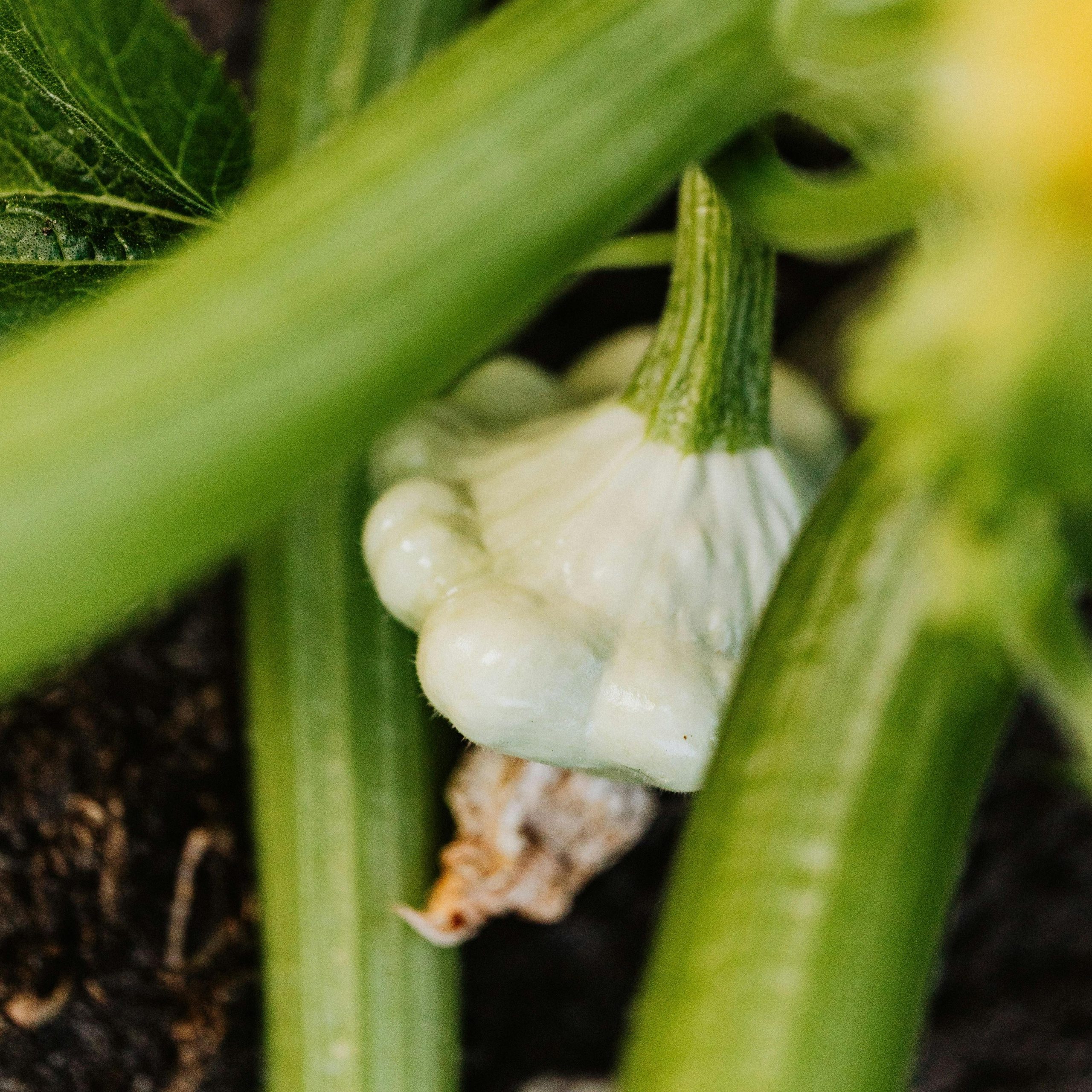 OG Scallop White Bush Squash