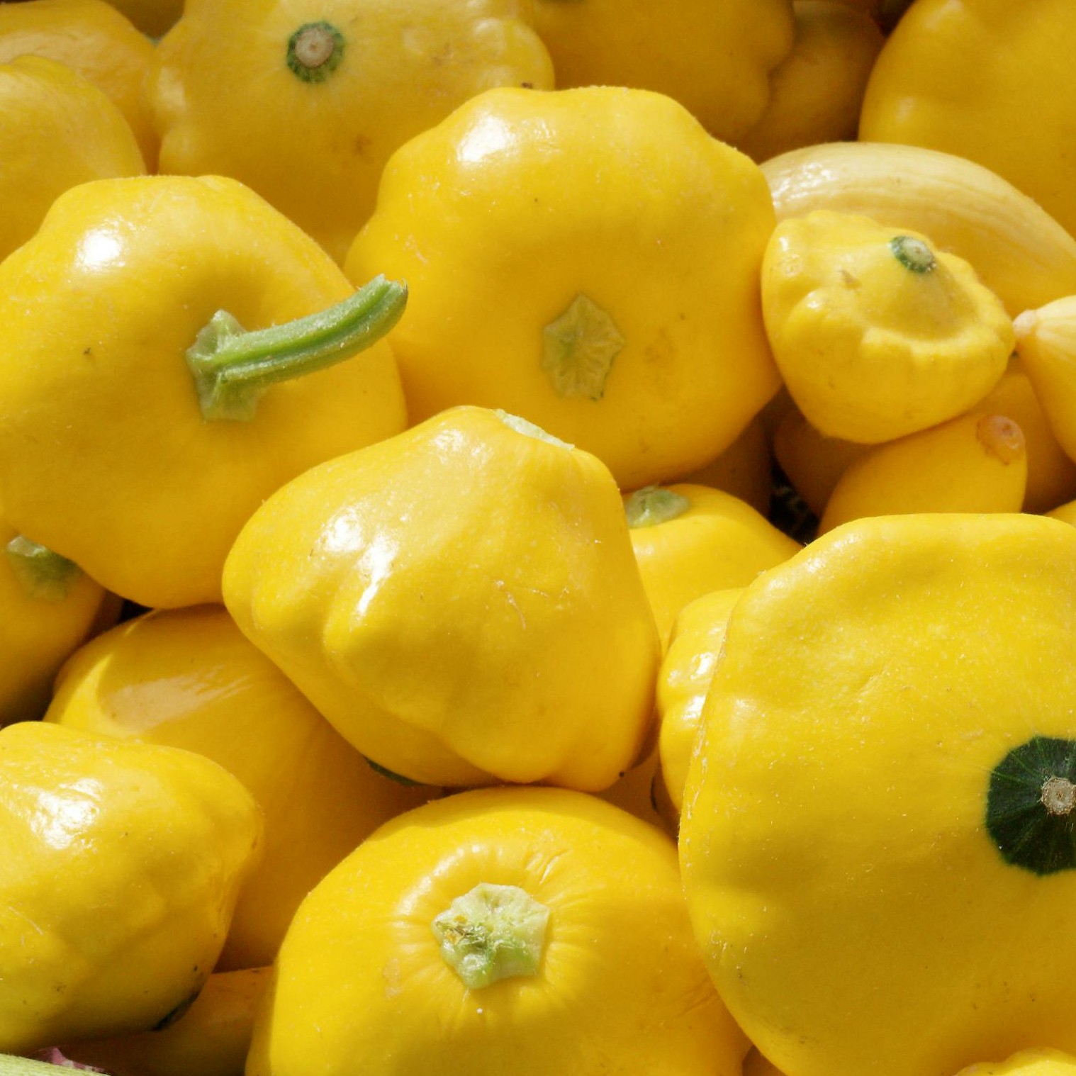 OG Scallop Golden Bush Squash