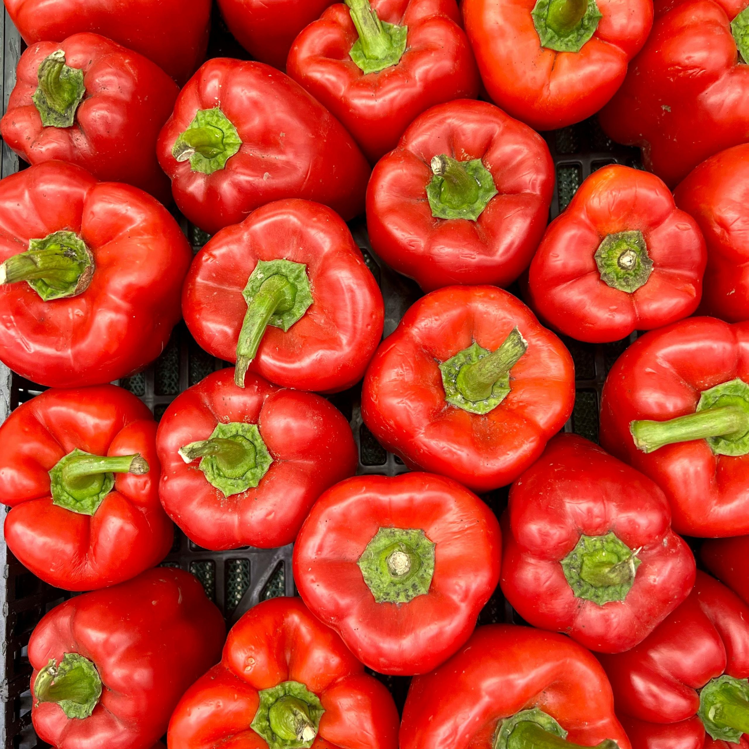 OG King of the North Pepper