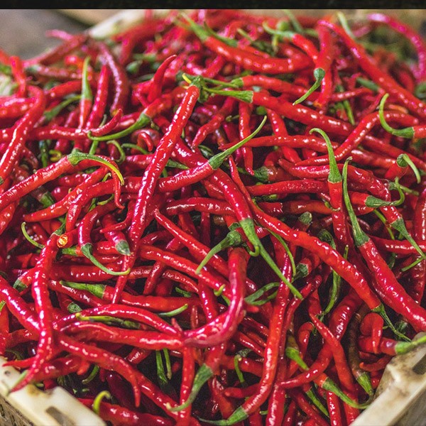 OG Cayenne Long Red Pepper