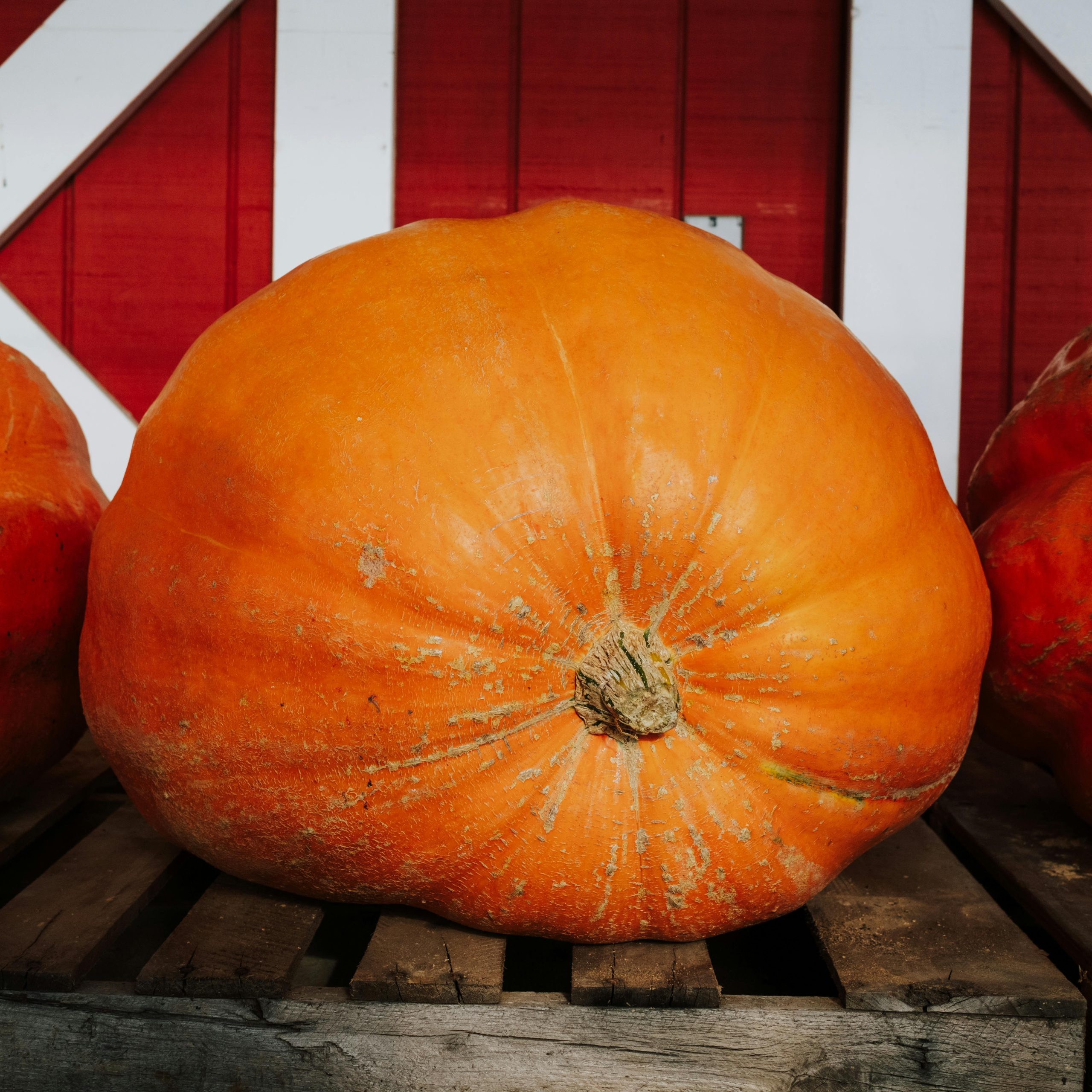 OG Atlantic Giant Pumpkin