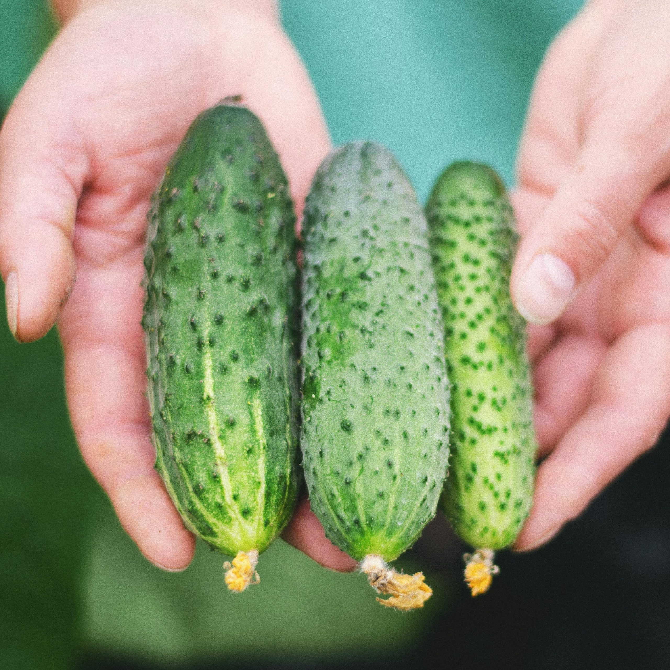 OG Boston Pickling Cucumber