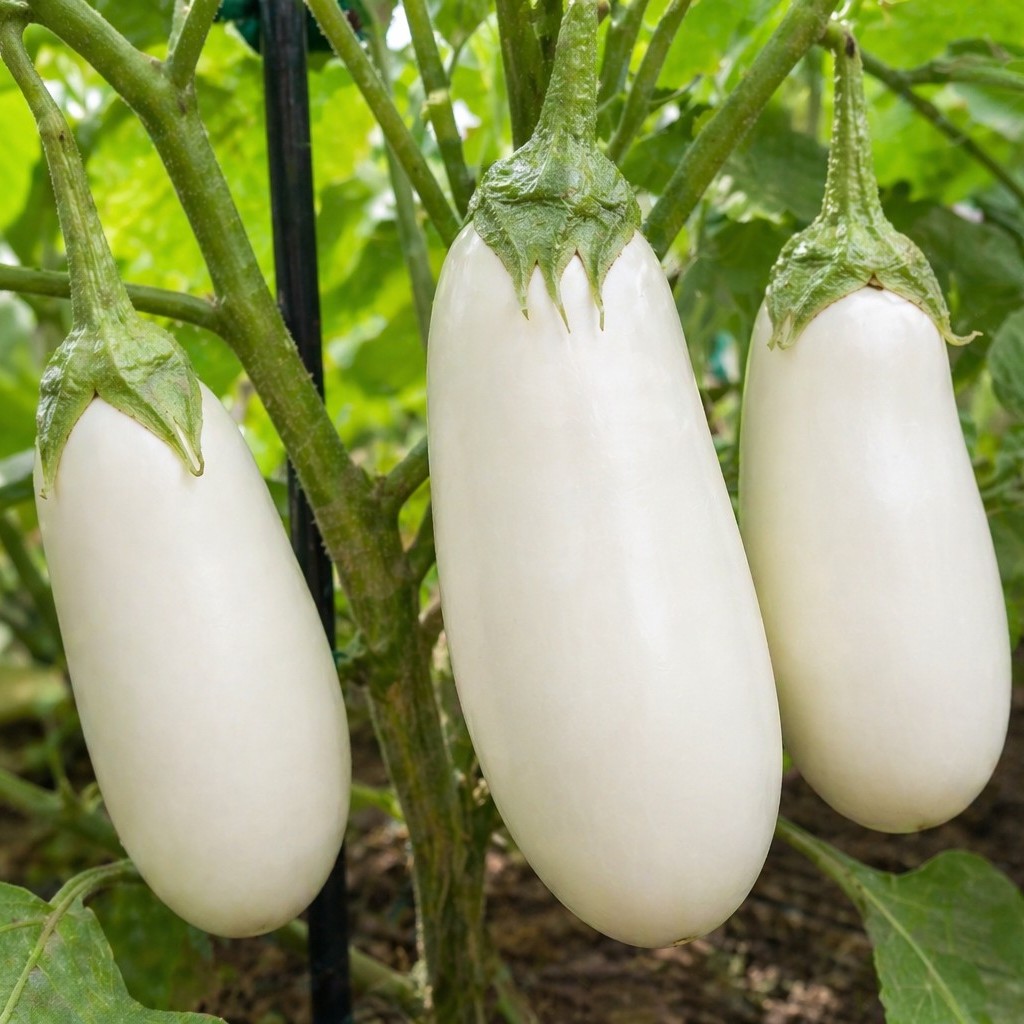 OG Snowy Eggplant