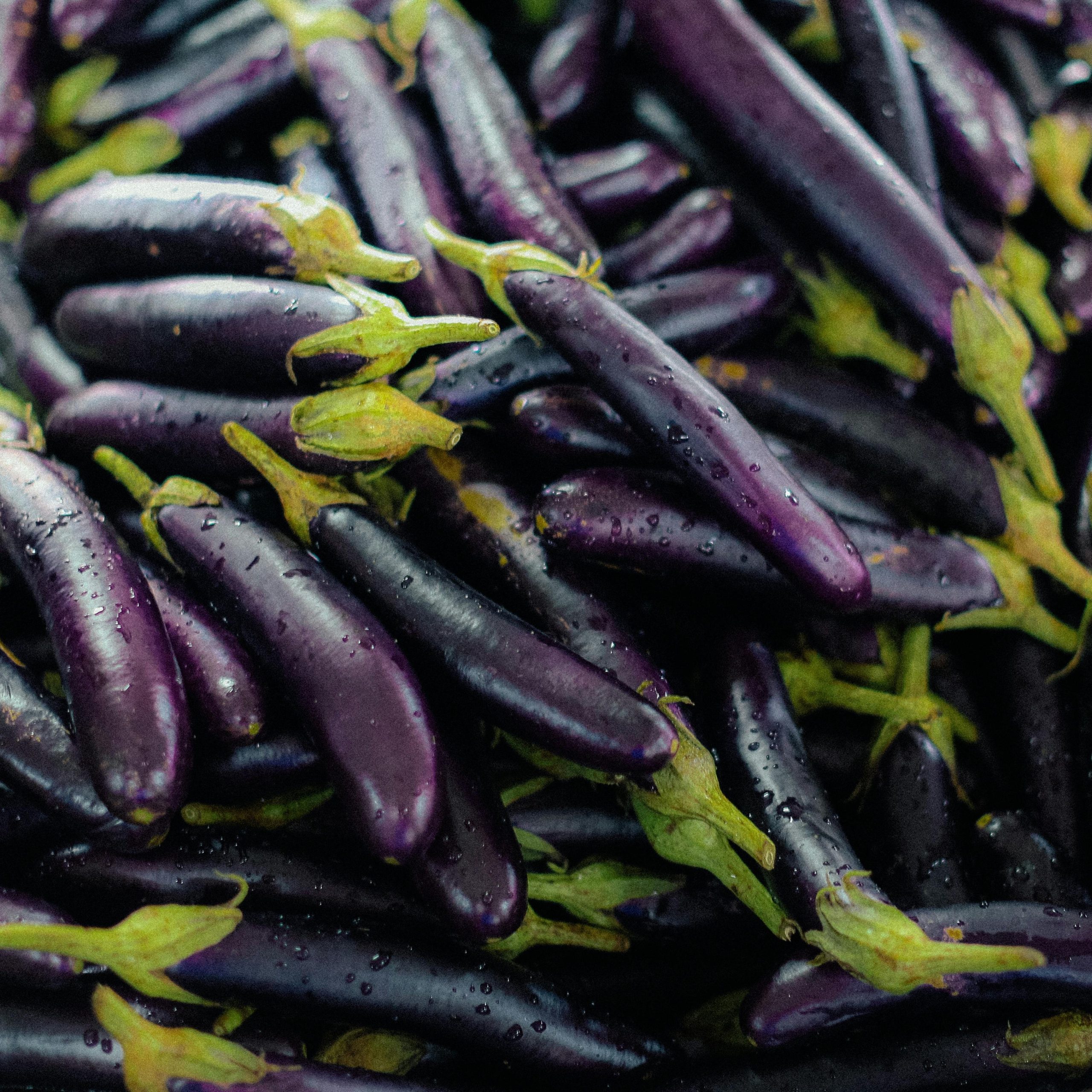 Long Purple Eggplant