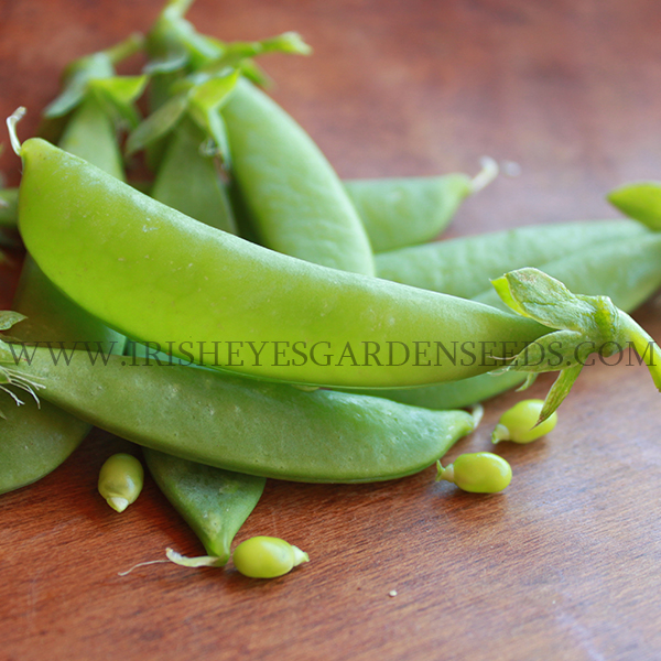 OG Cascadia Pea Snap Pea