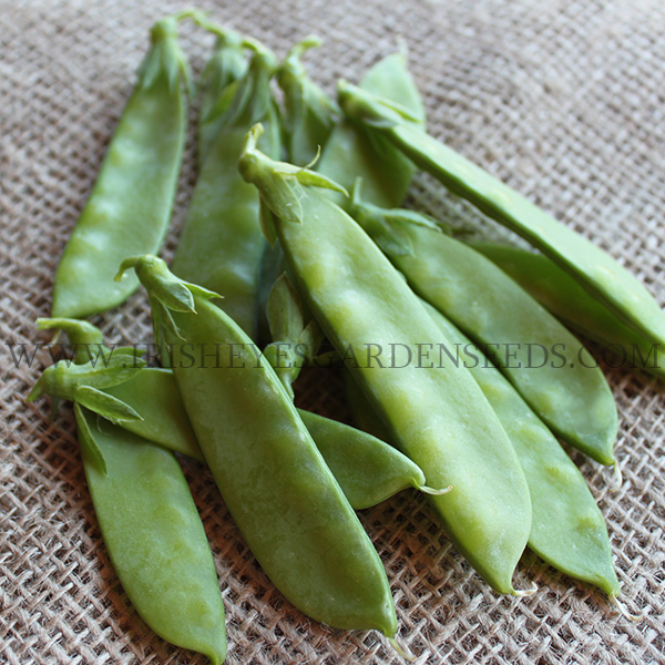 OG Oregon Giant Snow Pea