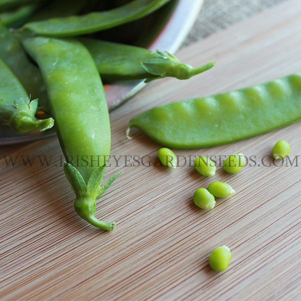 OG Oregon Sugar Pod II Snow Pea