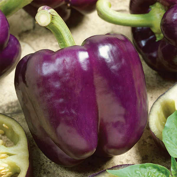 Purple Beauty Pepper