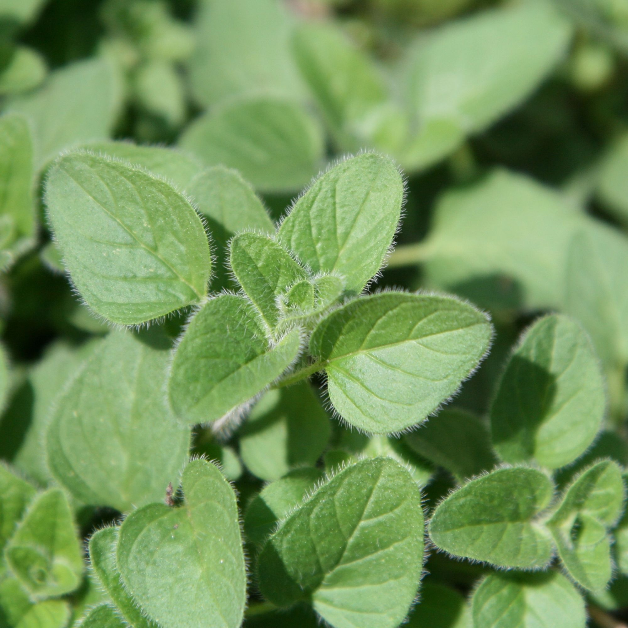 OG Greek Oregano