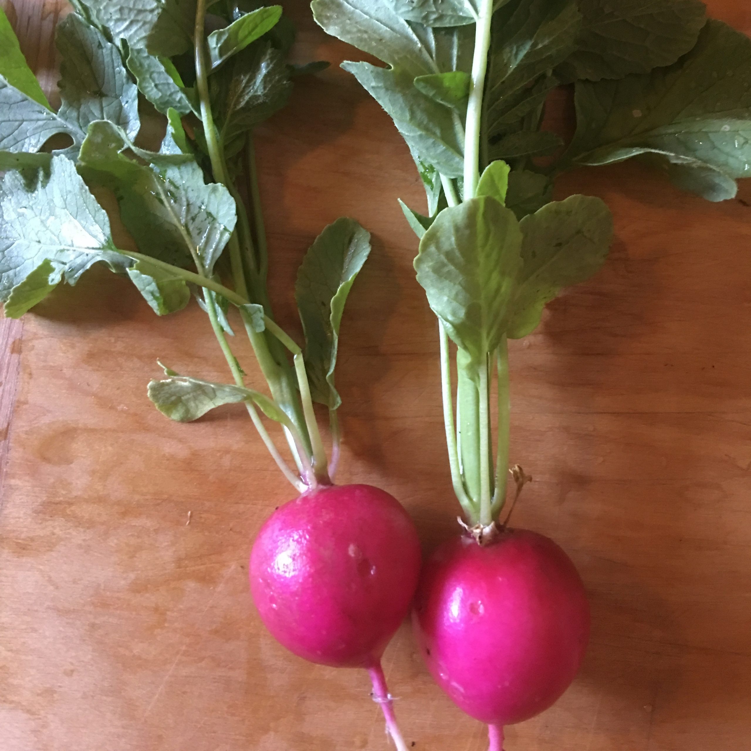 Early Scarlet Globe Radish