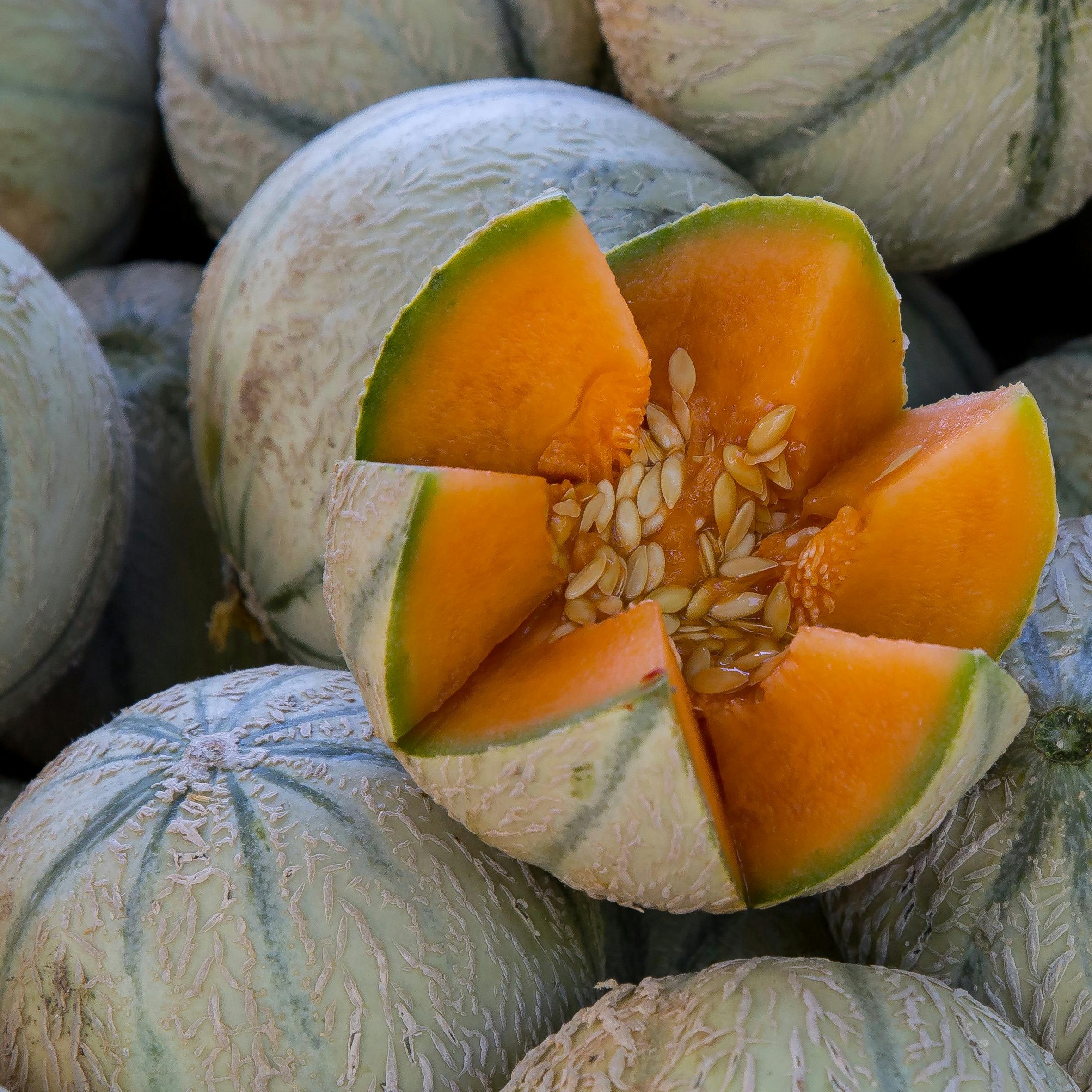 OG Hales Best Jumbo Melon