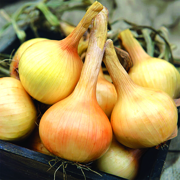 OG Walla Walla Onion