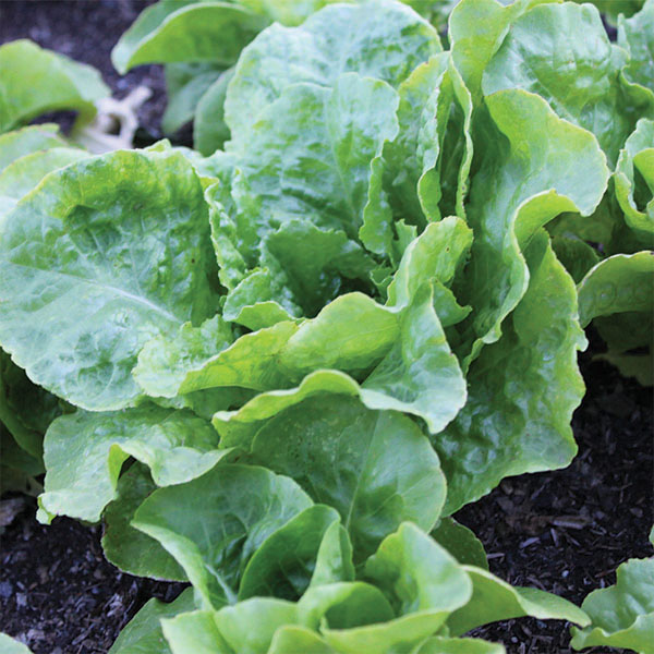 OG Buttercrunch Bibb Lettuce