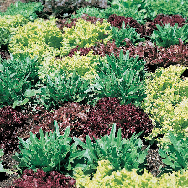 OG Gourmet Lettuce Mix