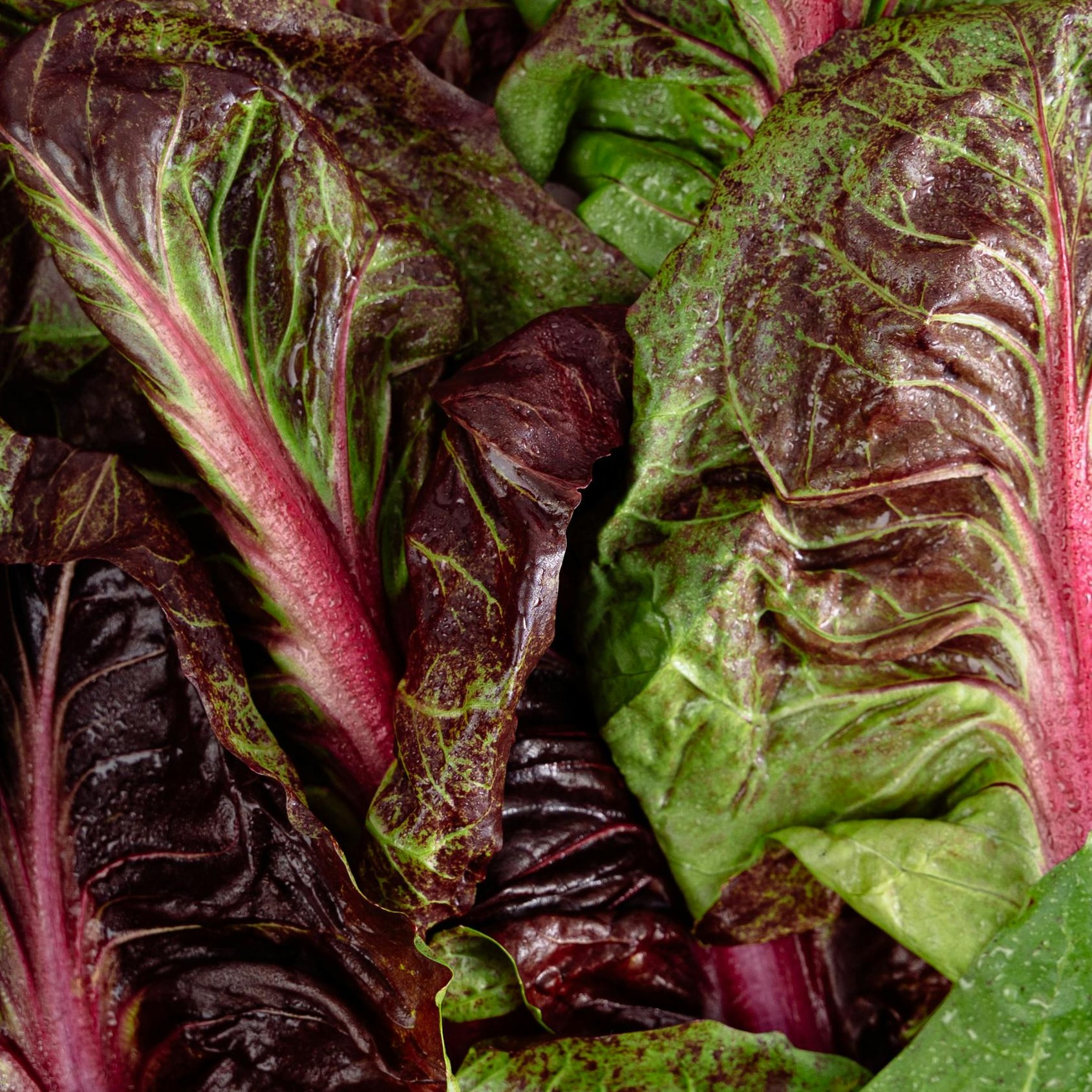 OG Romaine Red Lettuce