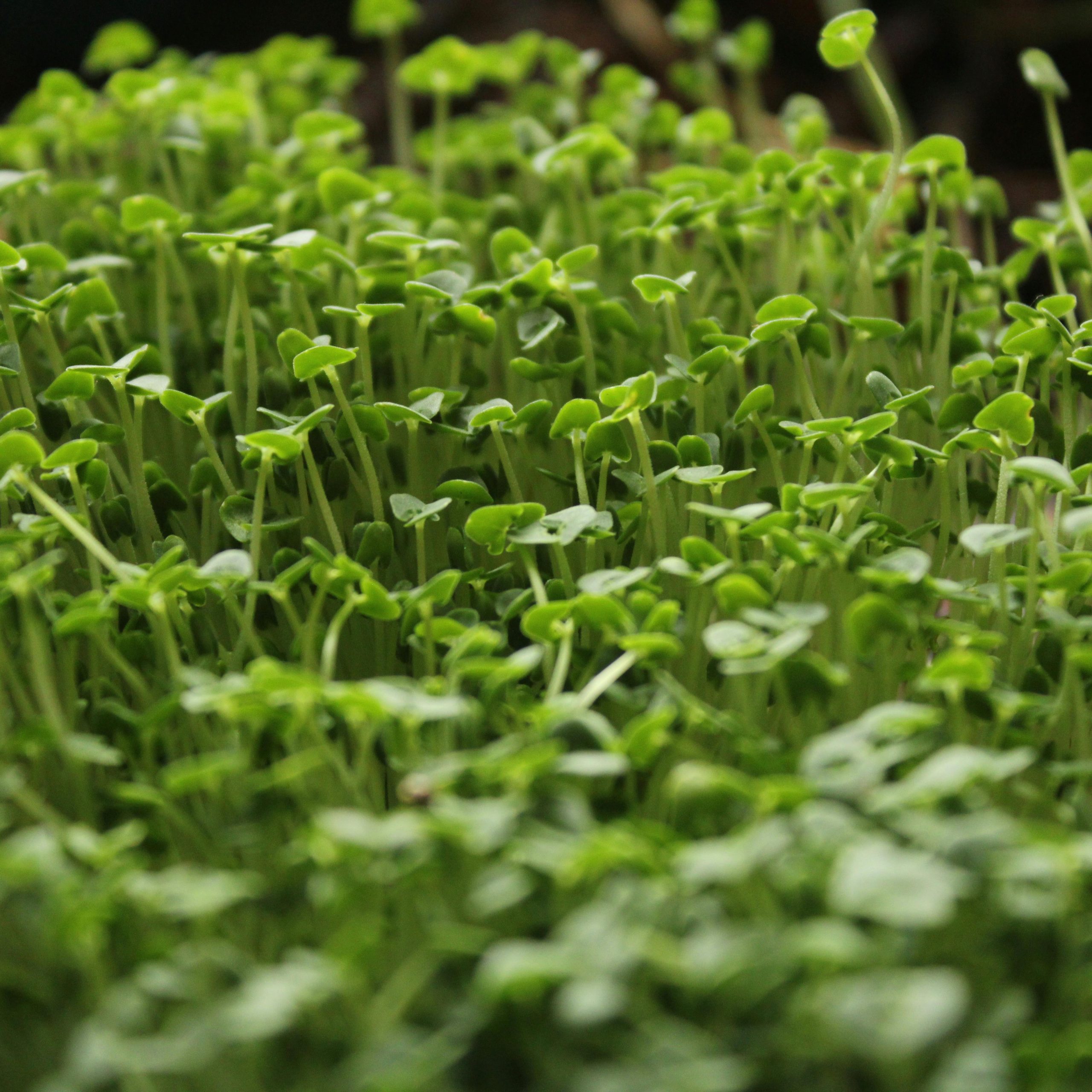 OG Microgreens Mix