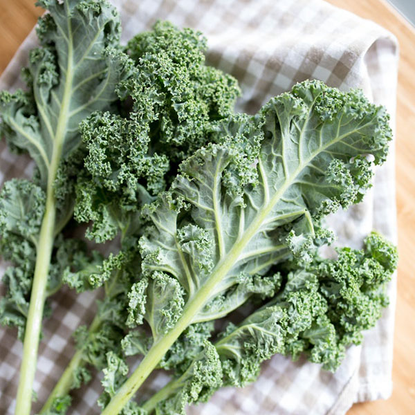 OG Blue Scotch Curled Kale