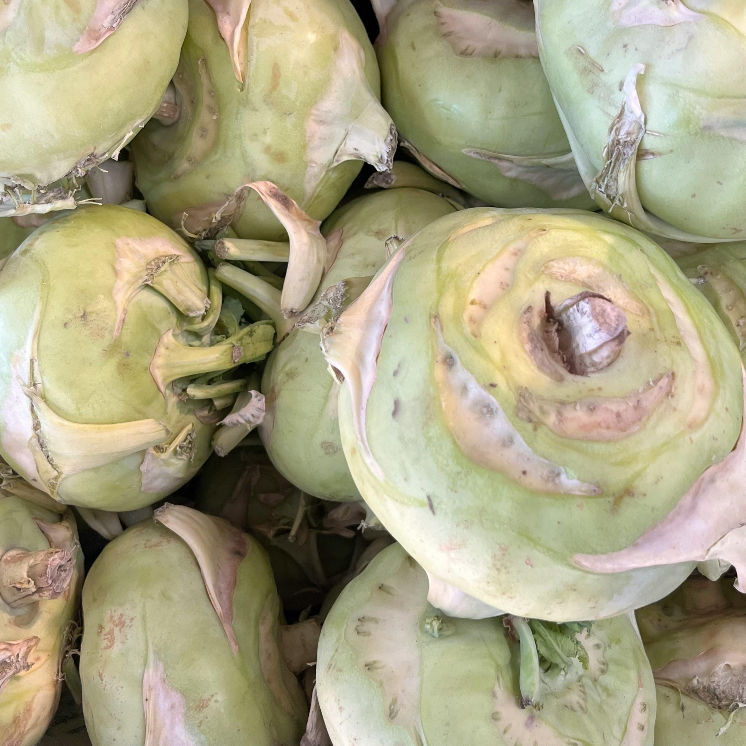 OG Early White Vienna Kohlrabi