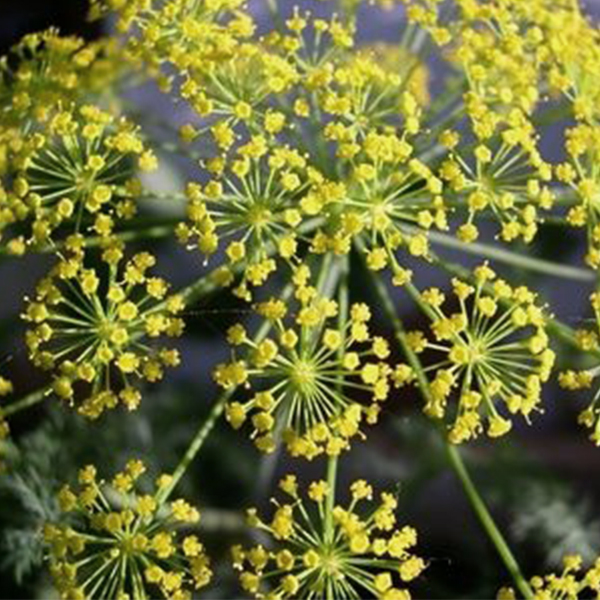 OG Bouquet Dill