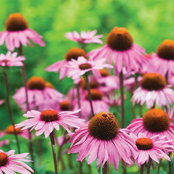 OG Echinacea: Purple Cone Flower