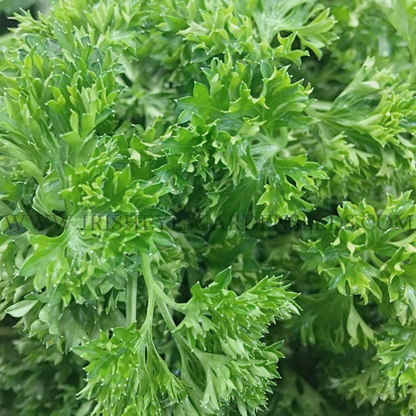 OG Moss Curled Parsley