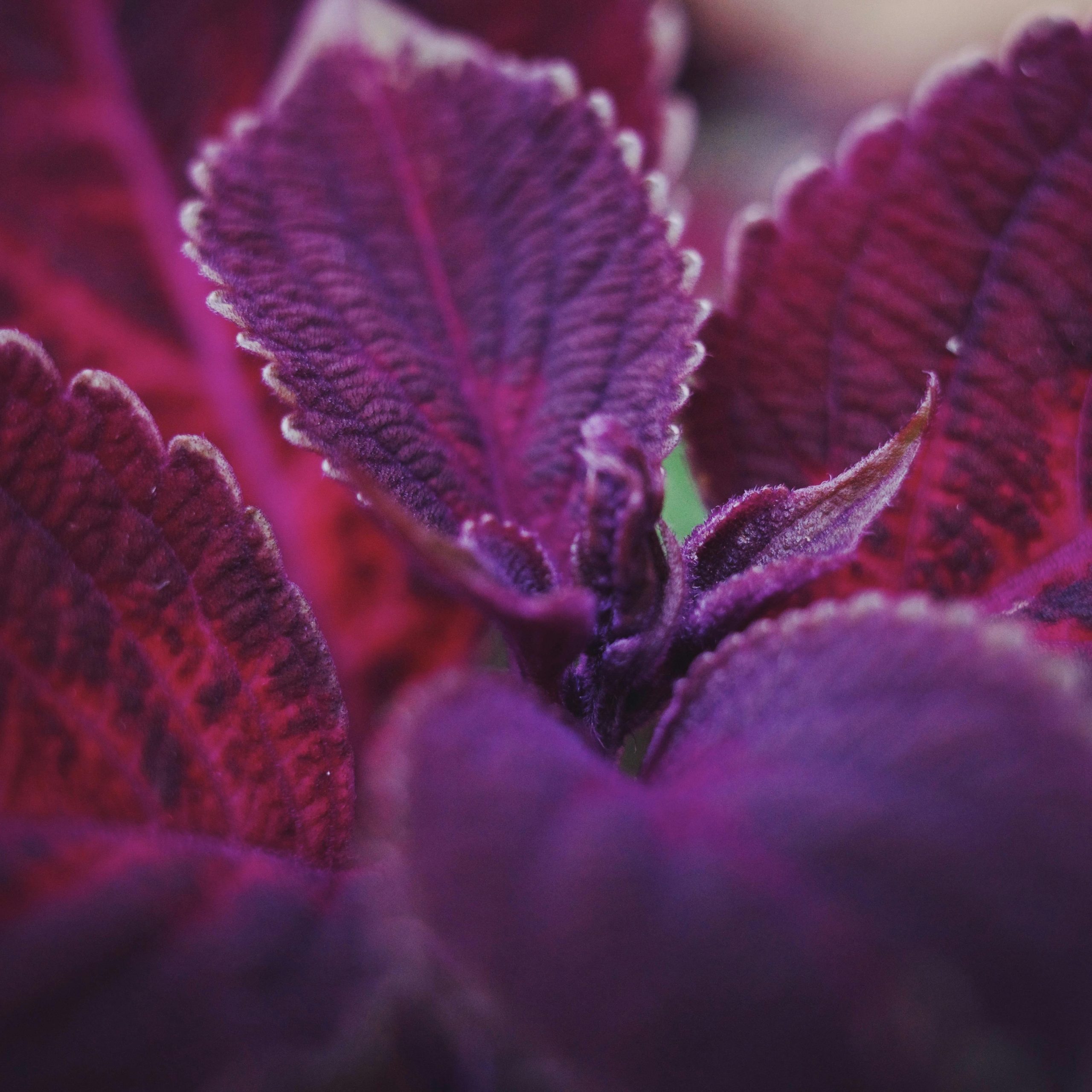 OG Purple Orach