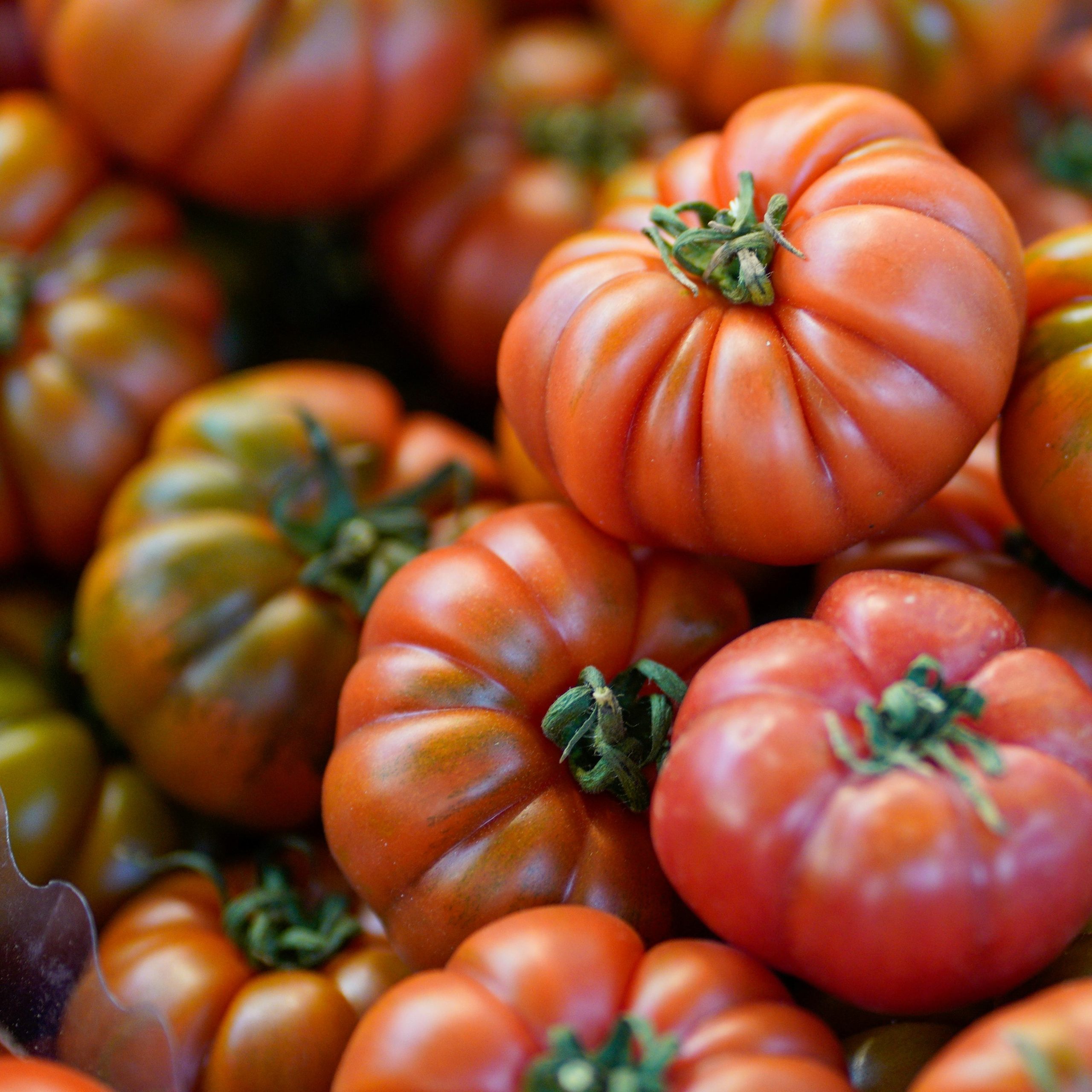 OG Brandywine Red Tomato