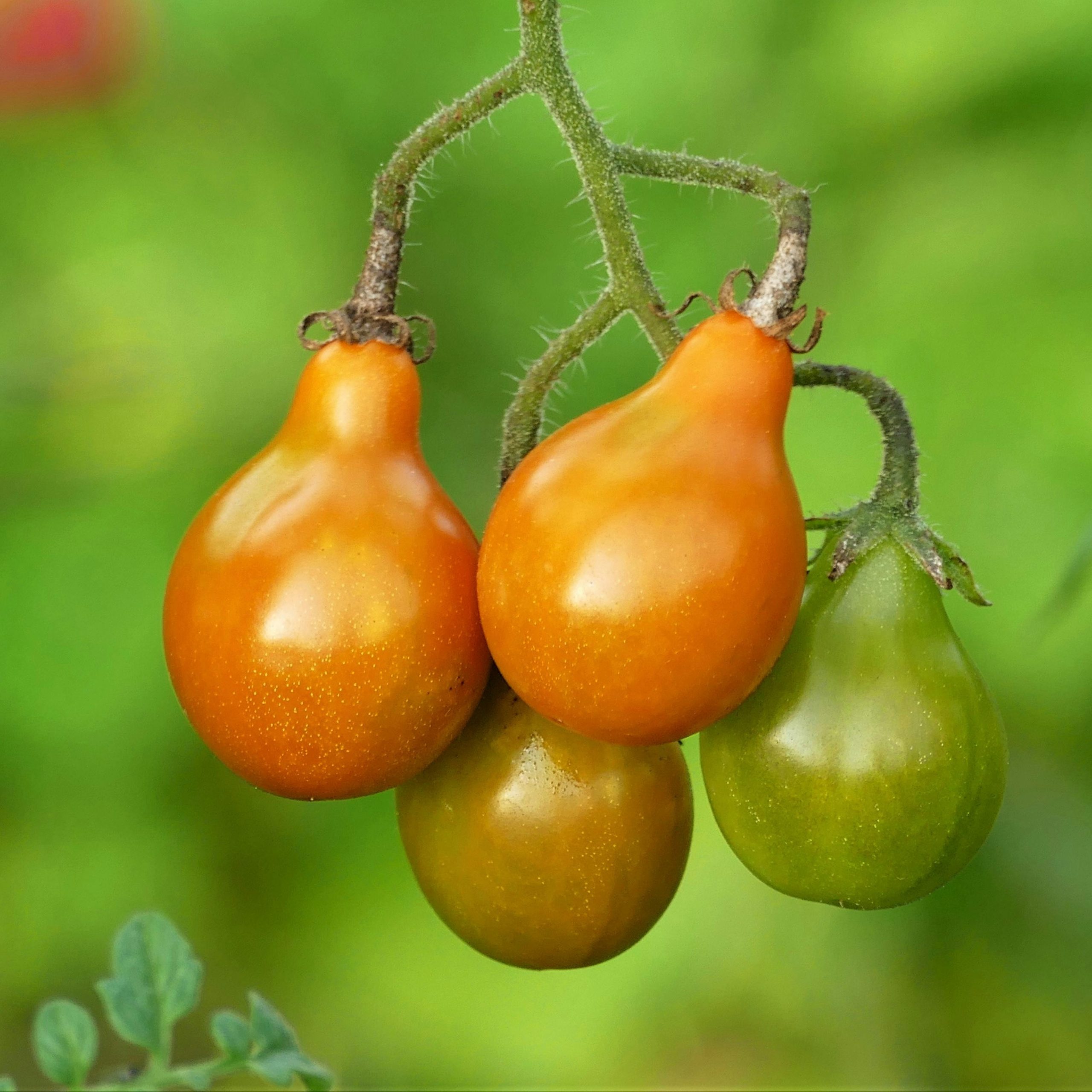 OG Yellow Pear Tomato