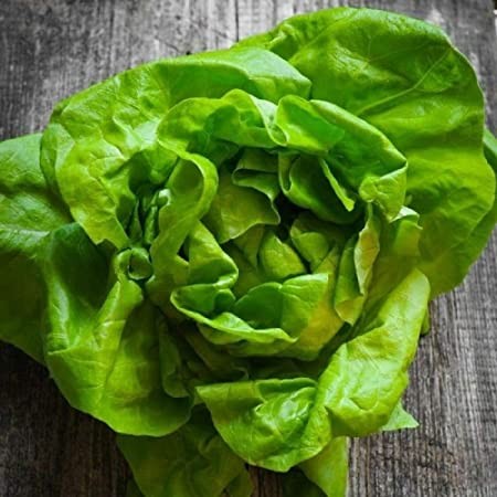 OG Tom Thumb Lettuce