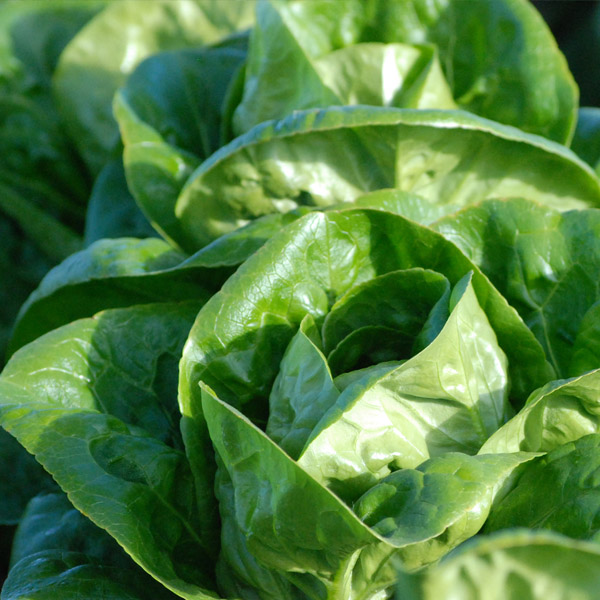 OG Little Gem Romaine