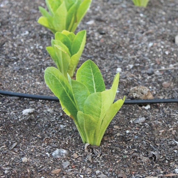 OG Parris Island Cos Romaine