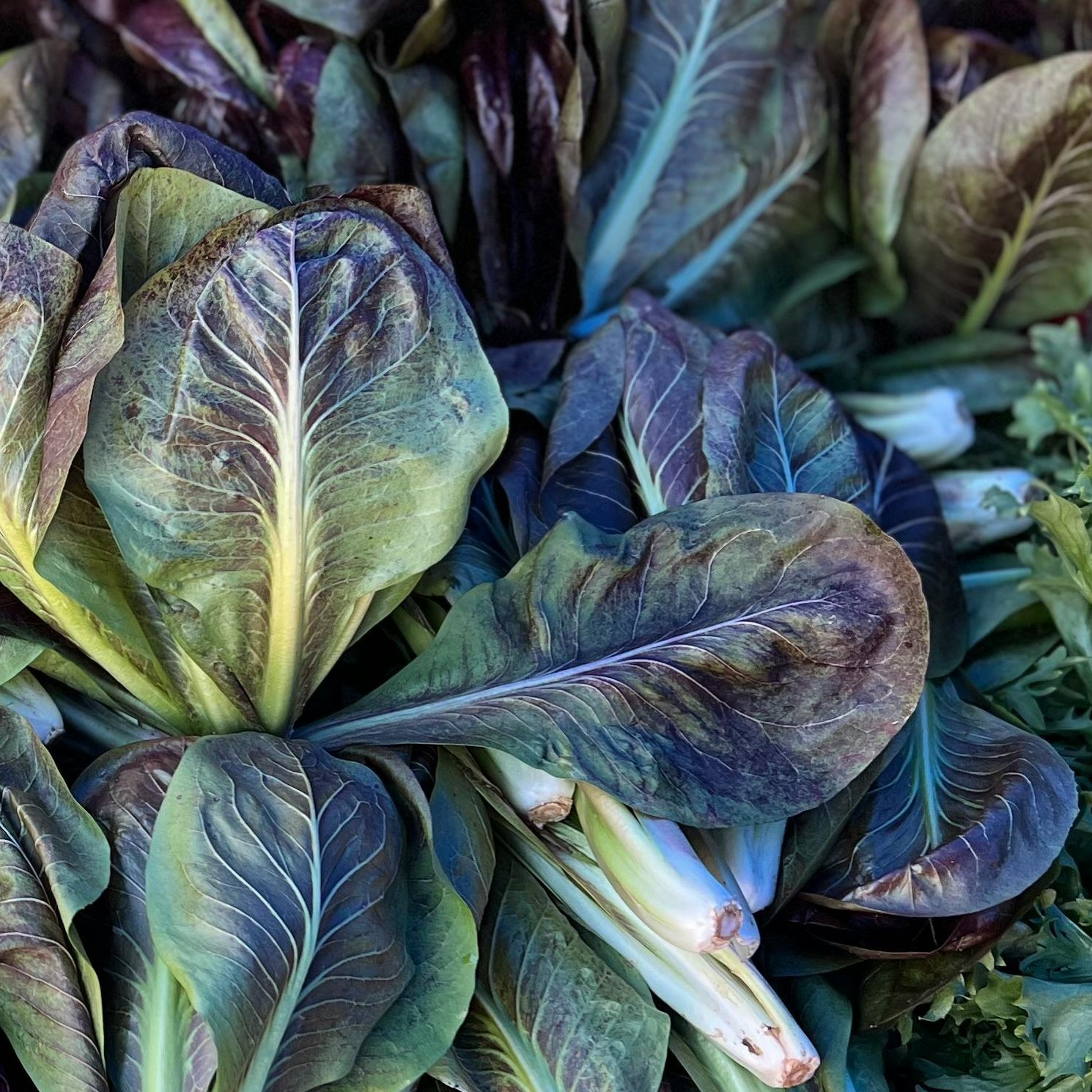 OG Freckles Romaine