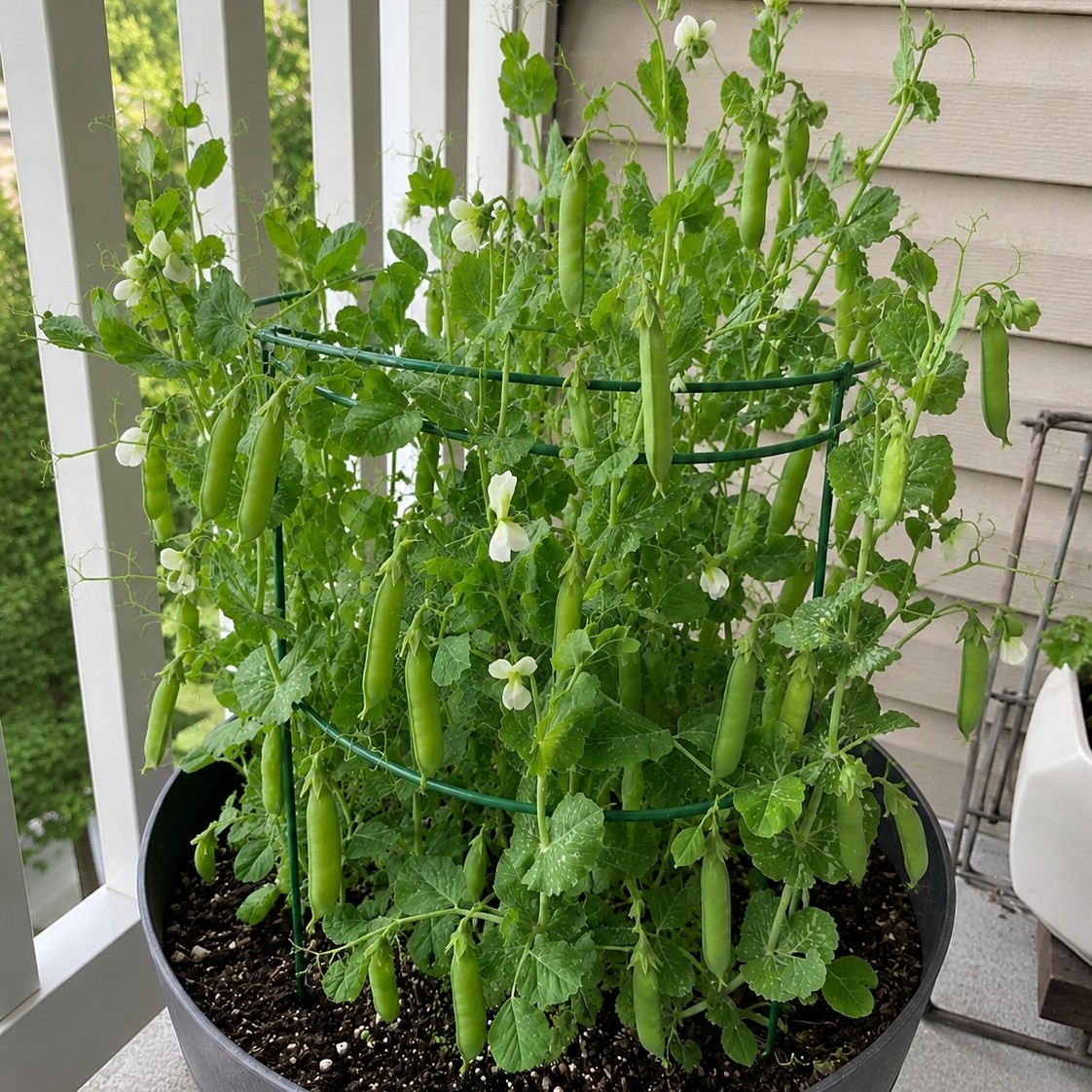OG Tom Thumb Shell Pea