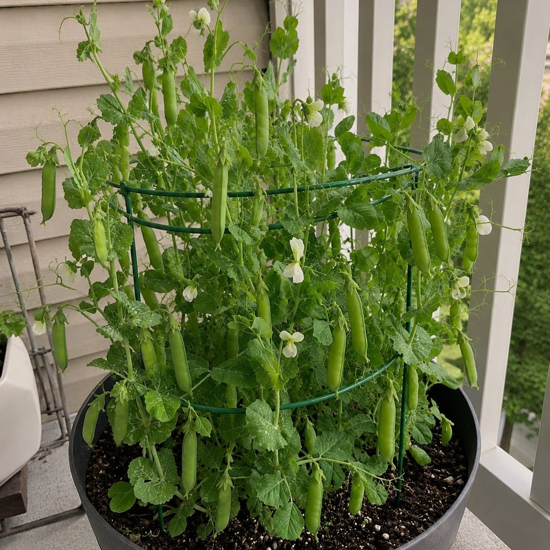 OG Patio Pride AAS Shell Pea