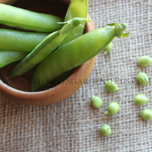 OG Progress #9 Shell Pea