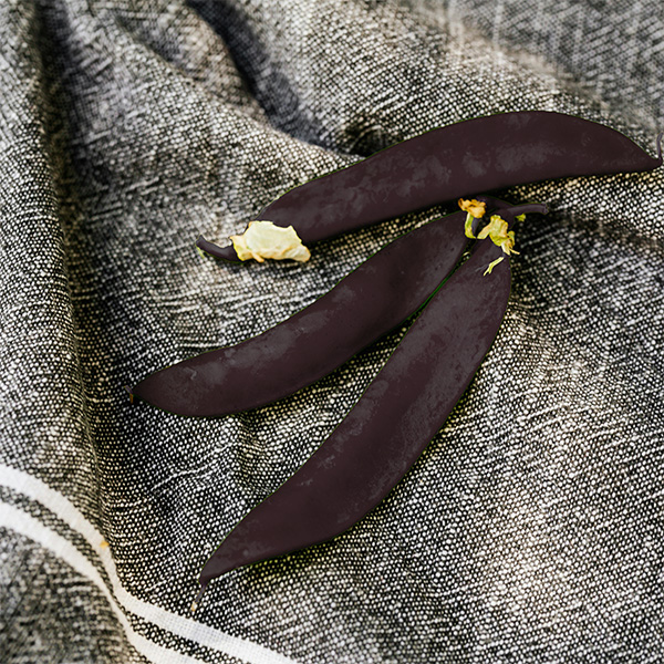 OG Purple Magnolia Sugar Snap Pea