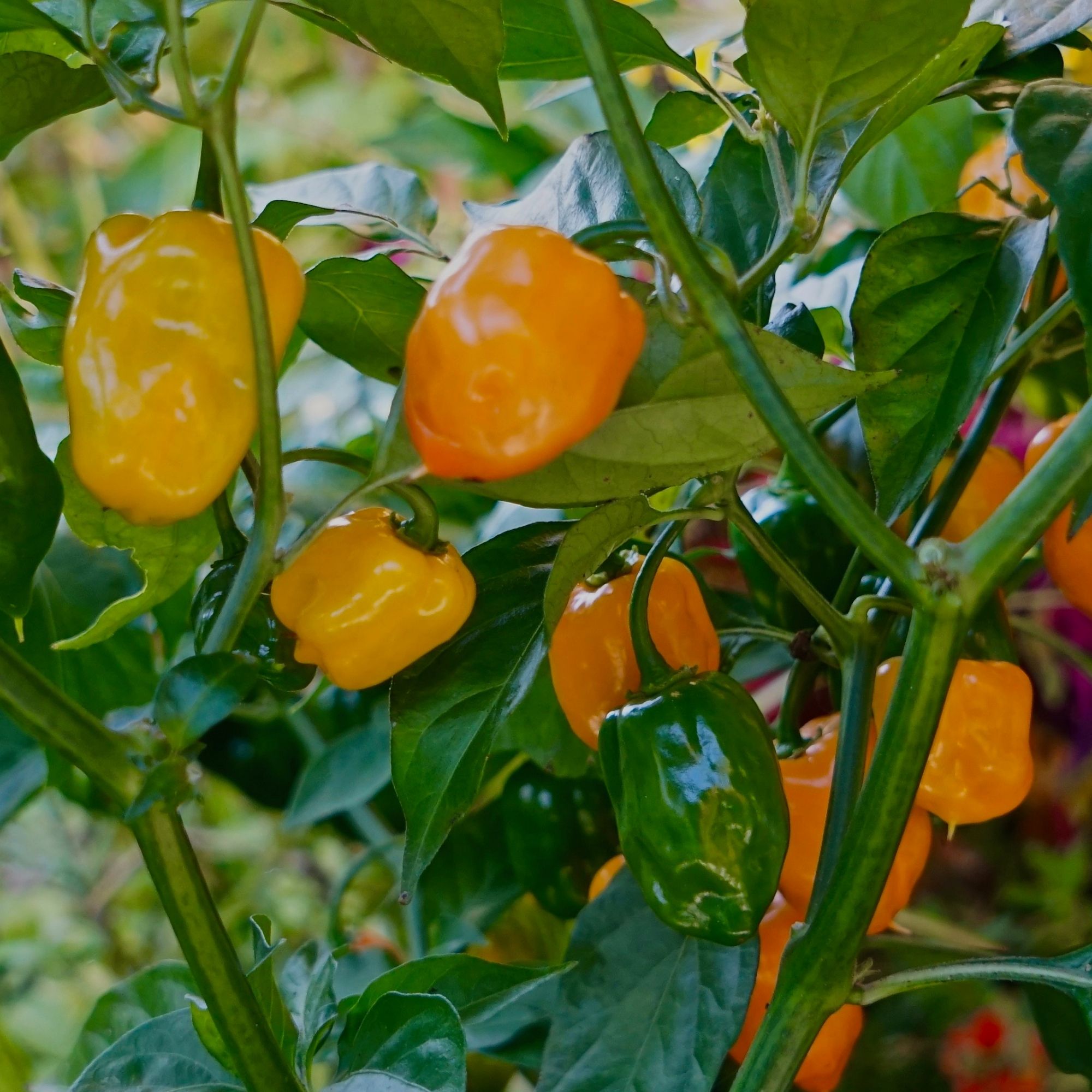 OG Habanero Orange Pepper
