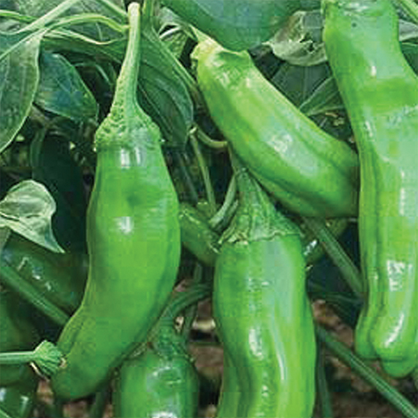 OG Golden Greek Pepperoncini