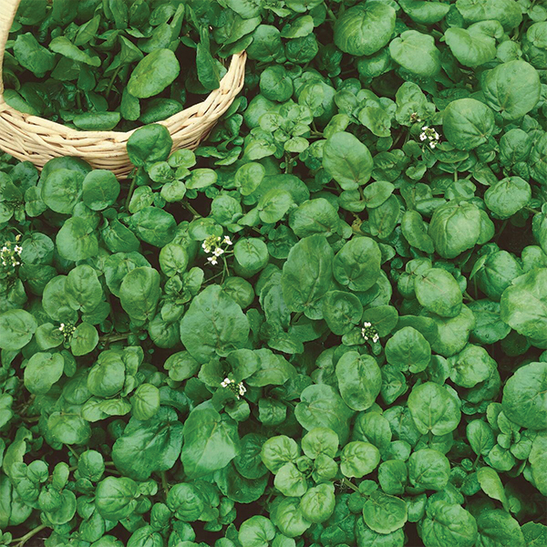 OG Watercress
