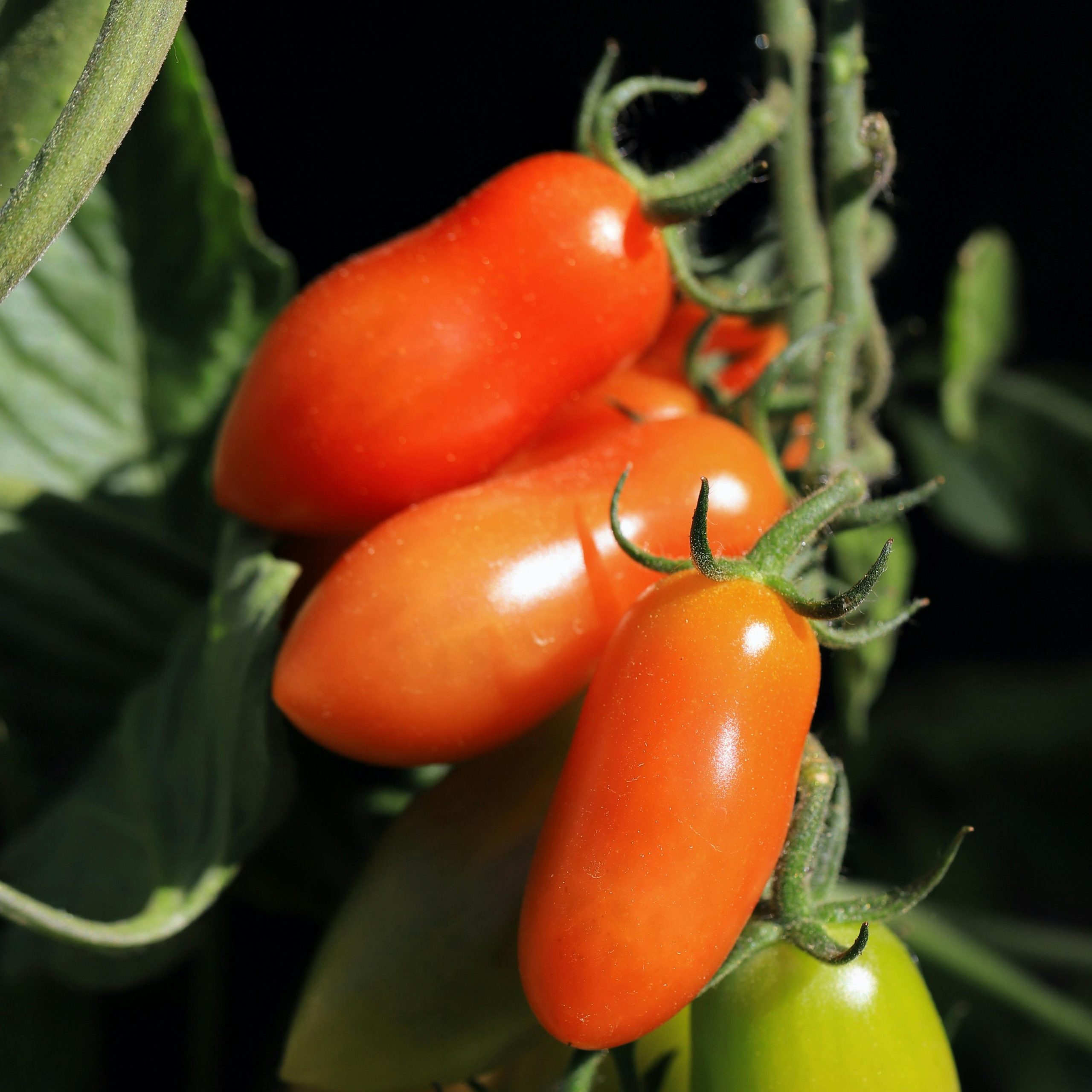 OG San Marzano (Indeterminate) Tomato