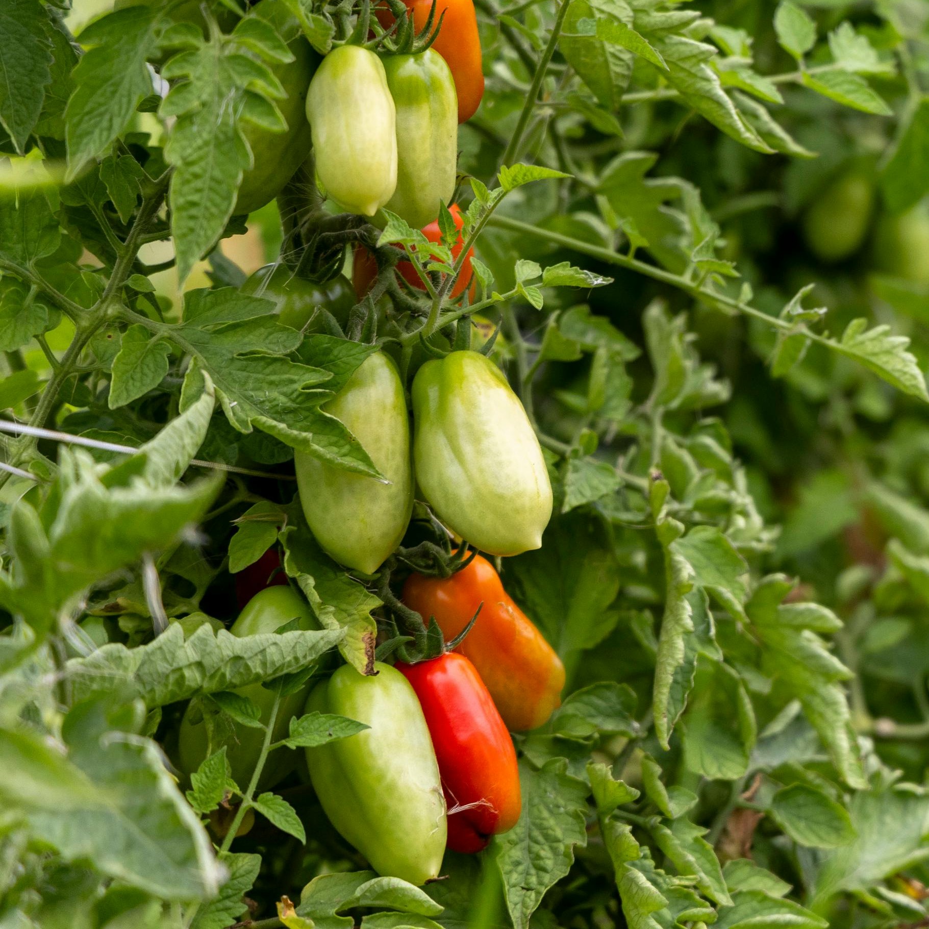 OG San Marzano (Indeterminate) Tomato
